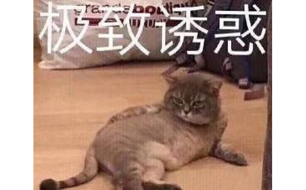 猫咪极致诱惑