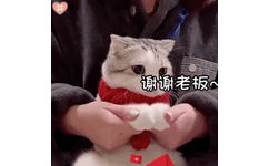 恭喜发财（猫咪表情包）