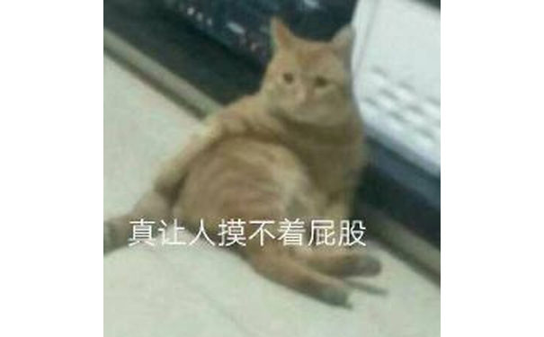 真让人摸不着屁股(猫咪表情包)