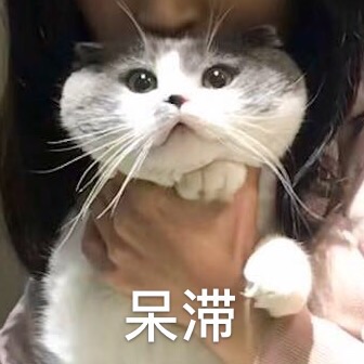 （猫咪）呆滞