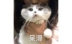 （猫咪）呆滞