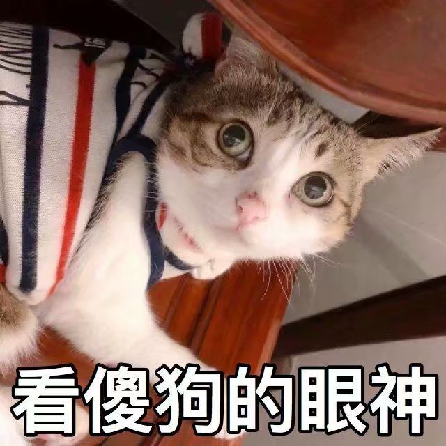 看傻狗的眼神