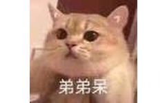 弟弟呆（猫咪）