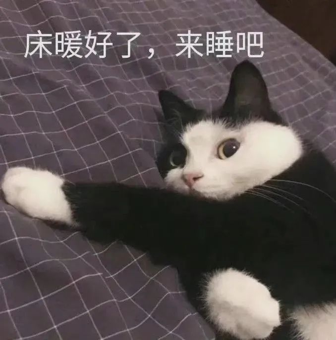 床暖好了,来睡吧(猫咪表情包)