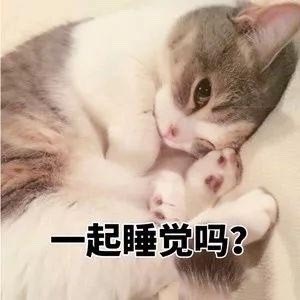 猫咪：一起睡觉吗