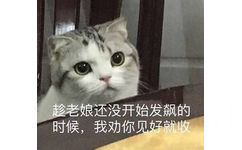 趁老娘还没开始发飙的时候，我劝你见好就收（猫咪）