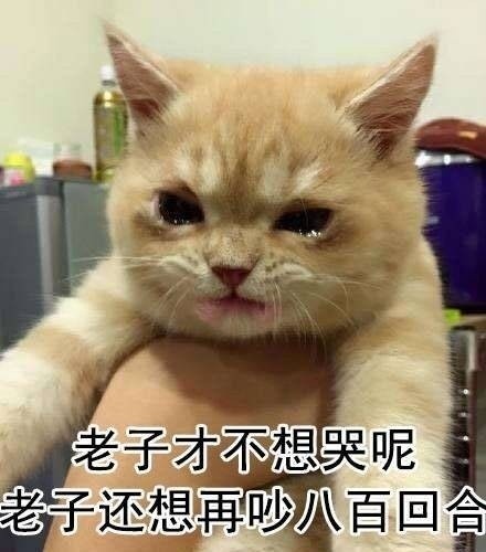 老子才不想哭呢老子还想再吵八百回合 - 一生气就飚泪的猫咪