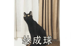 怂成球 - 小猫惊恐表情