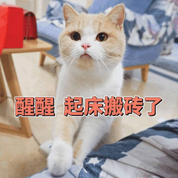 醒醒，起床搬砖了 - 猫咪喊起床表情包