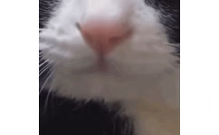 猫咪舔舌头 GIF 动图表情包