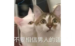 不要相信男人的话(猫猫表情包)