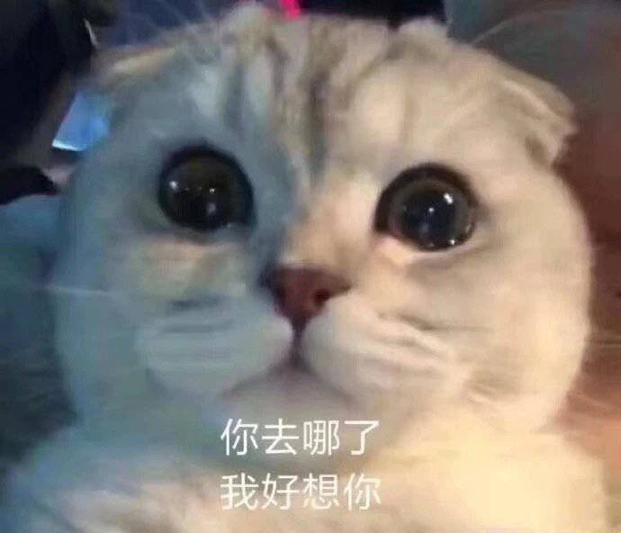 你去哪了 我好想你  猫咪表情包