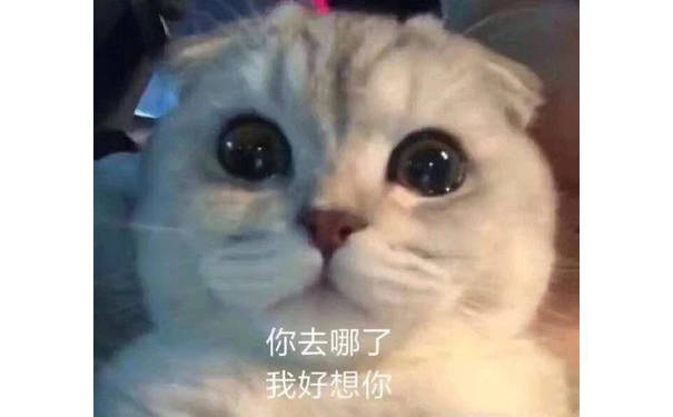 你去哪了 我好想你  猫咪表情包