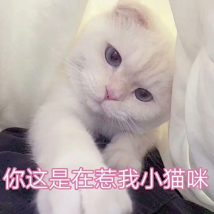 你这是在惹我小猫咪