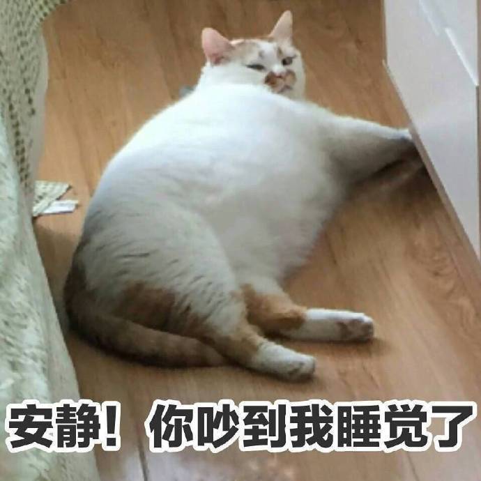 安静!你吵到我睡觉了(猫咪楼楼表情包)