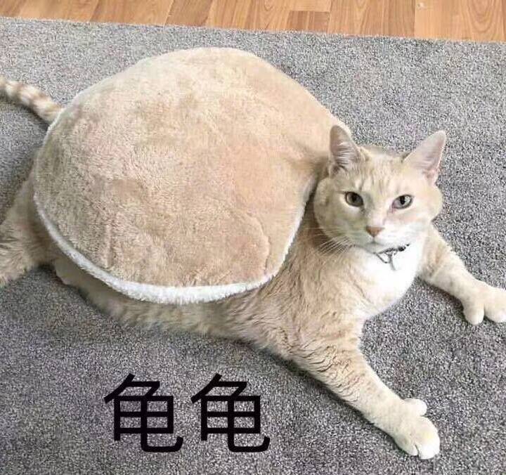 龟龟（猫咪）