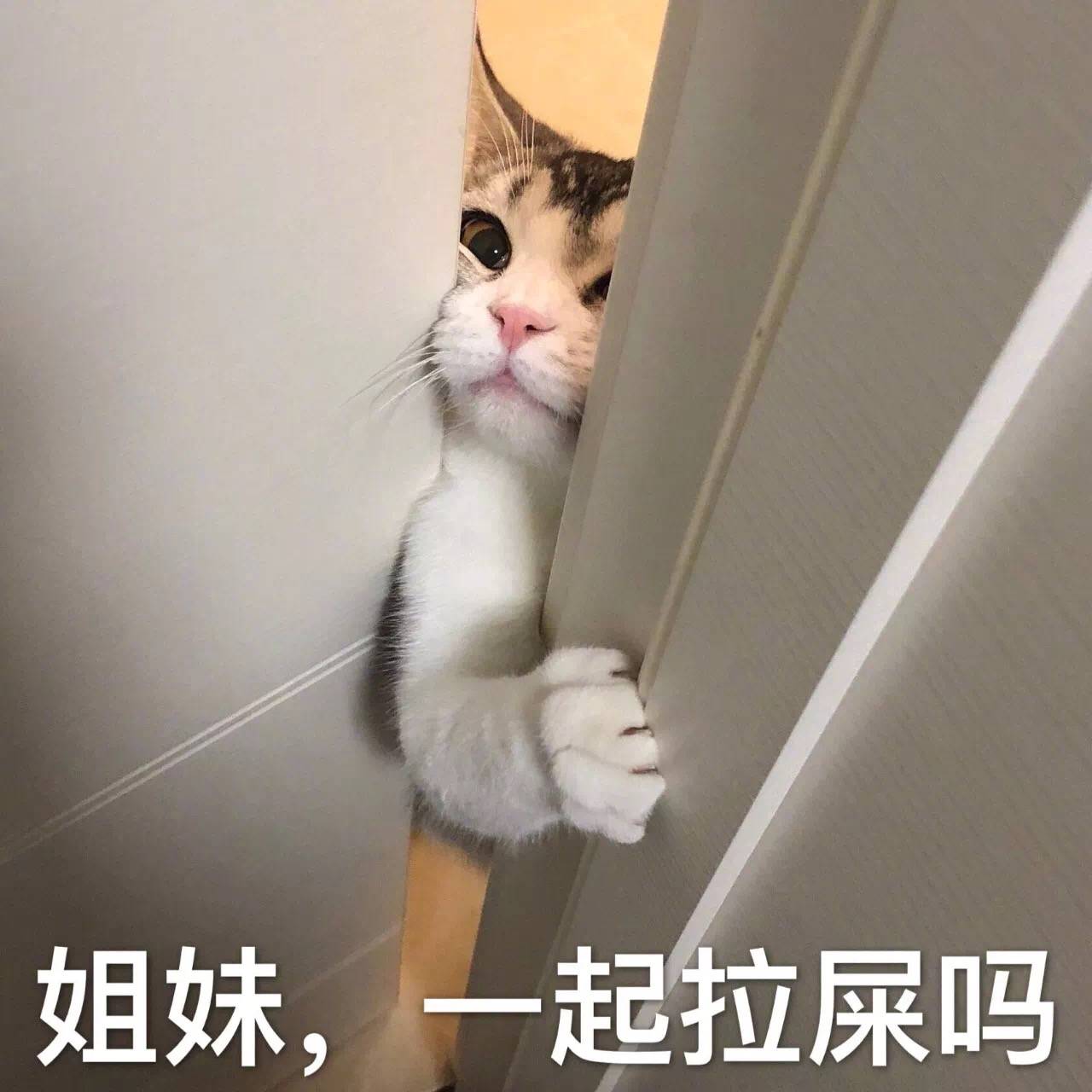 姐妹，一起拉屎吗（猫咪）