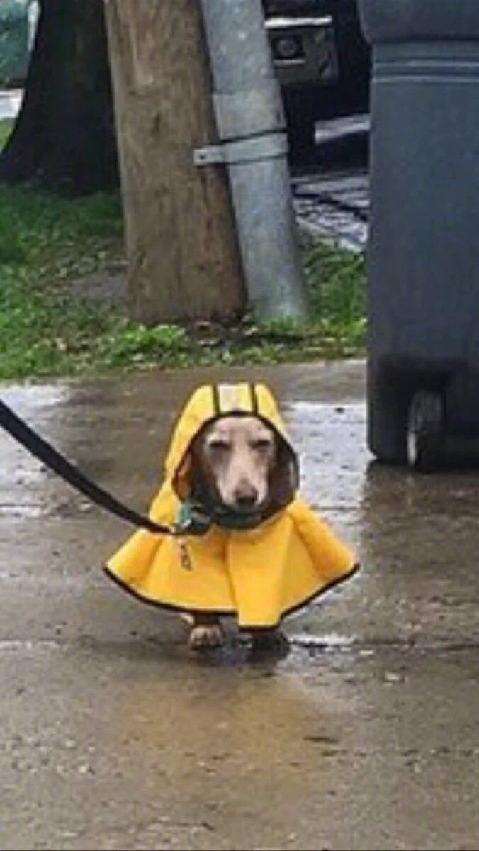 狗子穿雨衣 - 狗子内心os：为了穿父子装，下雨还拉我出来，好烦！