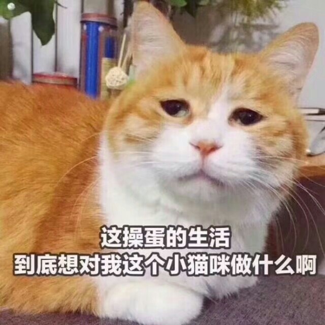 这操蛋的生活到底想对我这个小猫咪做什么啊