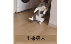 出来丢人(猫咪 GIF 倒放)