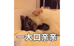 一大口亲亲（猫咪）