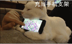 充当手机支架 - 养猫的N种用处