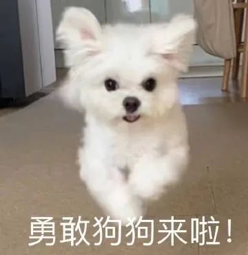 勇敢狗狗来啦!