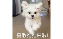 勇敢狗狗来啦!