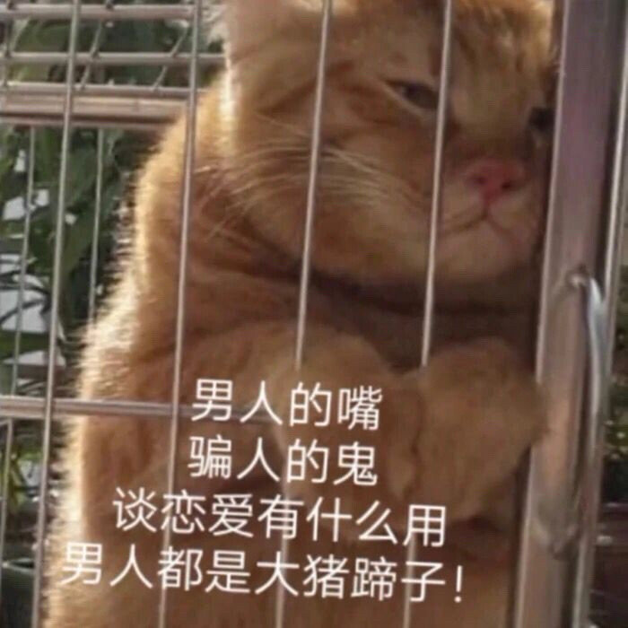 男人的嘴骗人的鬼谈恋爱有什么用男人都是大猪蹄子!(猫猫表情包)