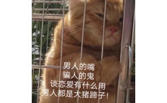 男人的嘴骗人的鬼谈恋爱有什么用男人都是大猪蹄子!(猫猫表情包)