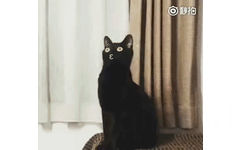 长颈黑猫发送爱心 GIF 动图