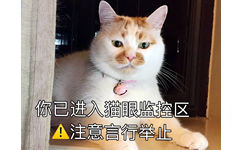 你已进入猫眼监控区 注意言行举止（猫咪朋友圈背景图）