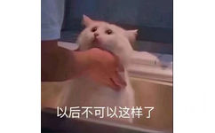 以后不可以这样了（猫咪）