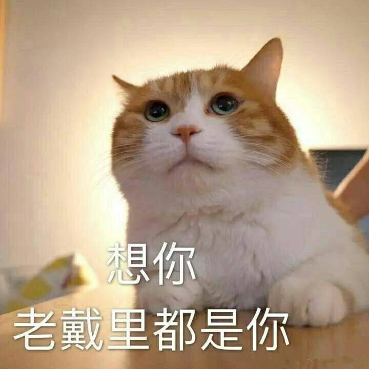 想你，老戴里都是你 - 一组猫咪表情包，一起吸猫吧 ​