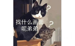 找什么画面呢弟弟(猫猫表情包)