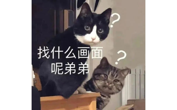 找什么画面呢弟弟(猫猫表情包)