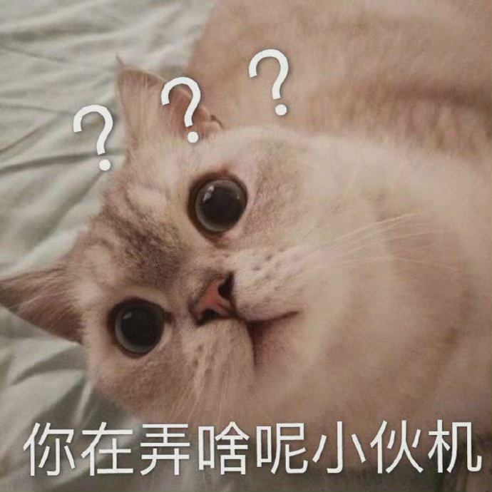 你在弄啥呢小伙机(猫猫表情包)