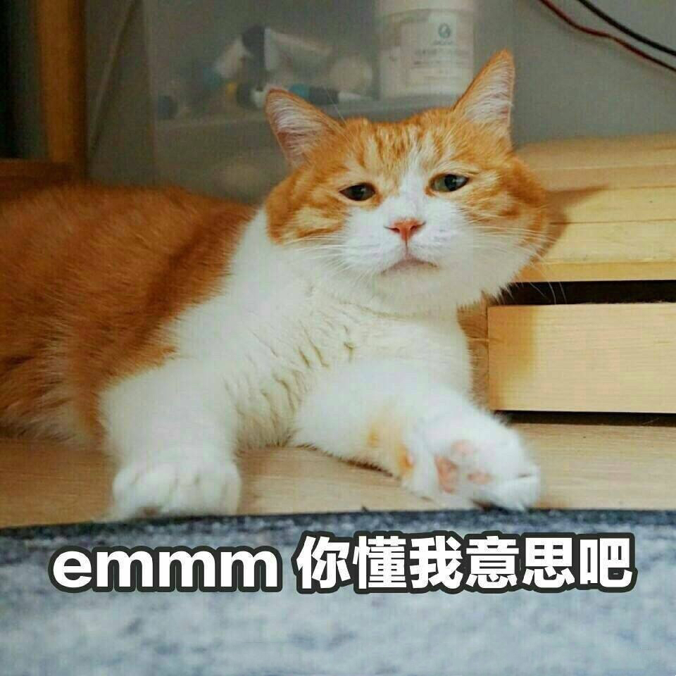 emmm 你懂我意思吧（猫咪）