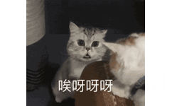 哎呀呀呀（猫咪惊讶 GIF 动图）