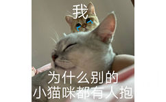 我为什么别的小猫咪都有人抱 - 猫咪喵星人斗图表情包