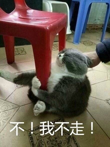 猫咪抓住凳子角，不！我不走！