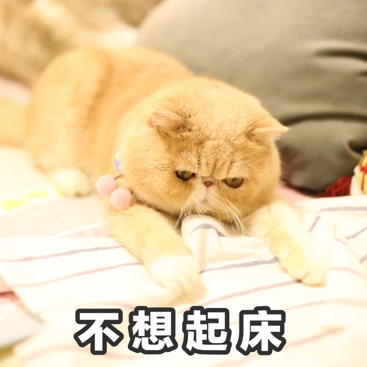 不想起床 - 一只满脸都是愁容和不屑的橘猫