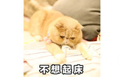 不想起床 - 一只满脸都是愁容和不屑的橘猫