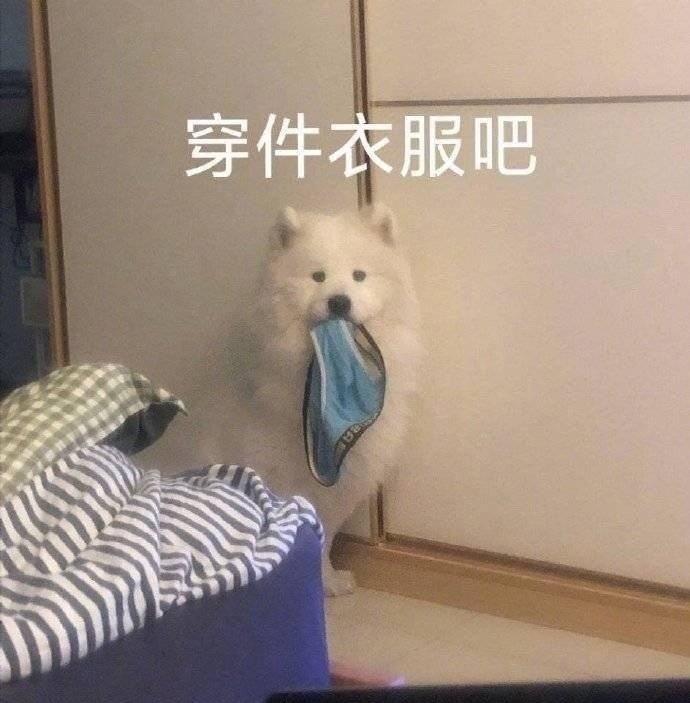 穿件衣服吧(狗狗表情包)