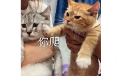 你爬 猫咪表情包