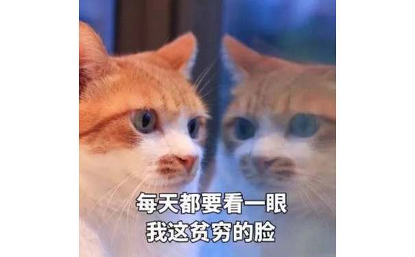 每天都要看一眼我这贫穷的脸（猫咪）