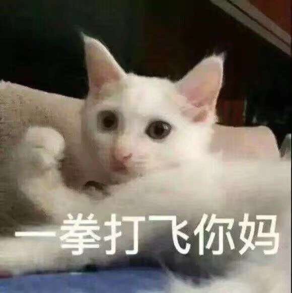 一拳打飞你妈（猫咪）