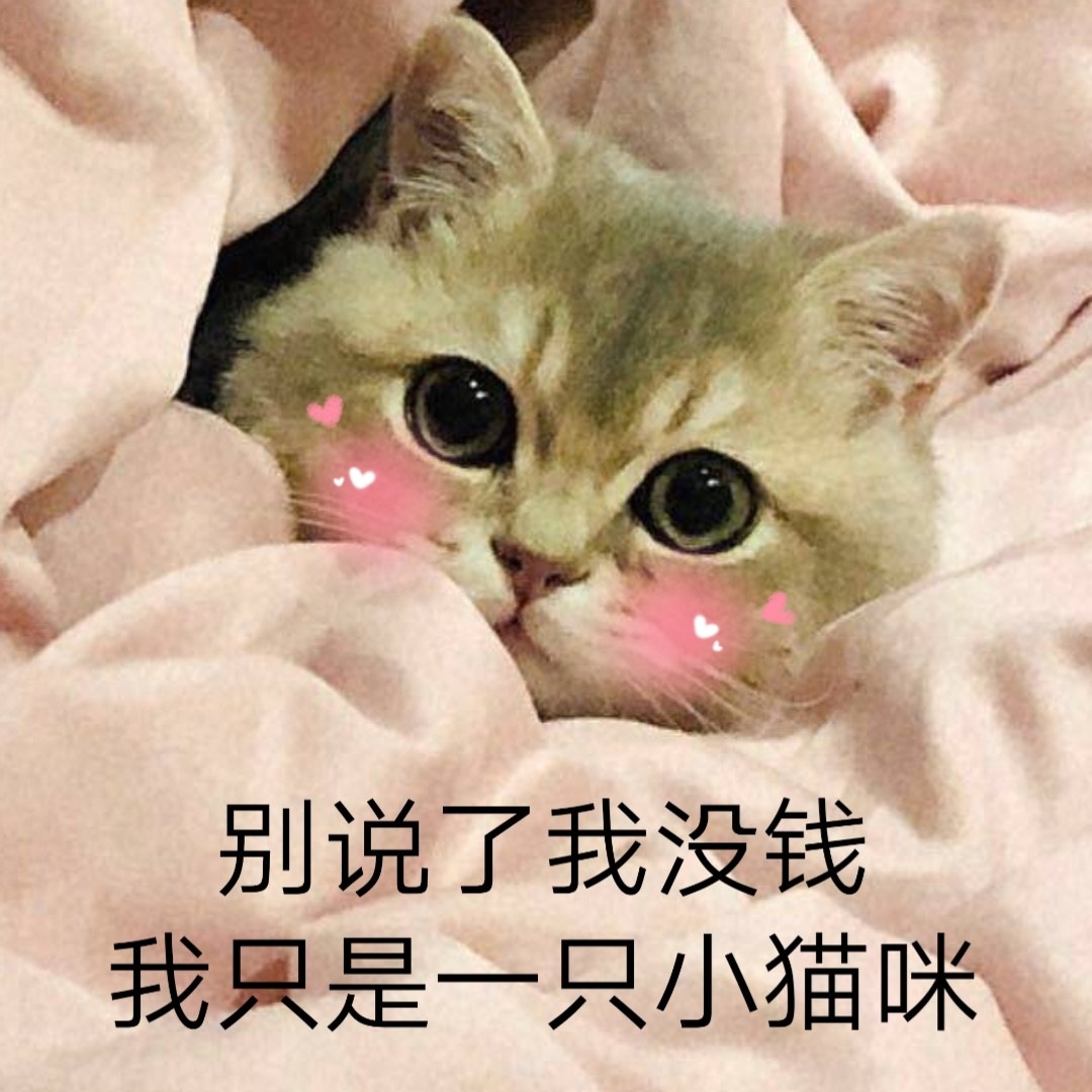 别说了我没钱，我只是一只小猫咪