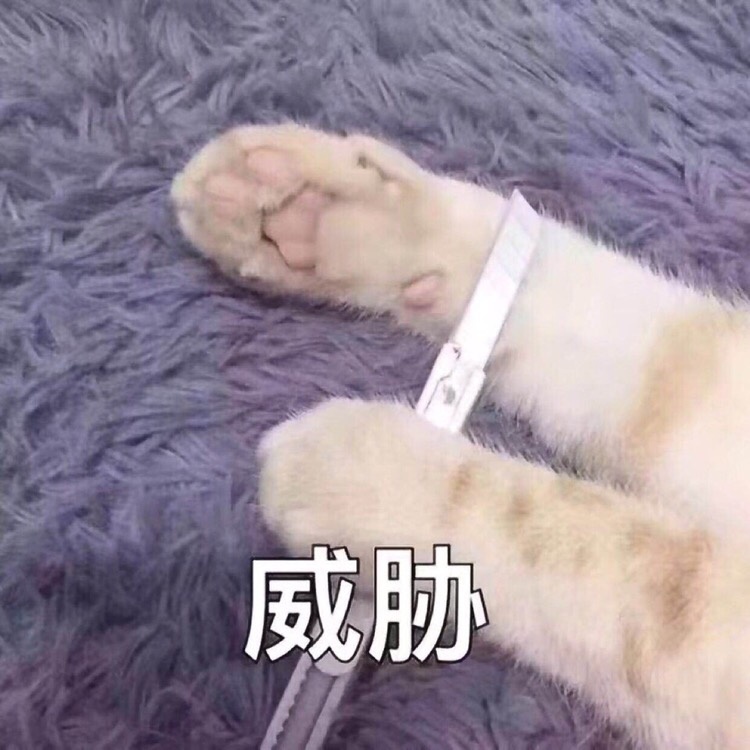 自杀威胁 - 一组猫咪萌宠表情包  我会有猫的 ​