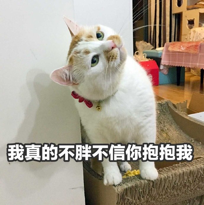 我真的不胖不信你抱抱我 ​ - 猫咪楼楼表情包